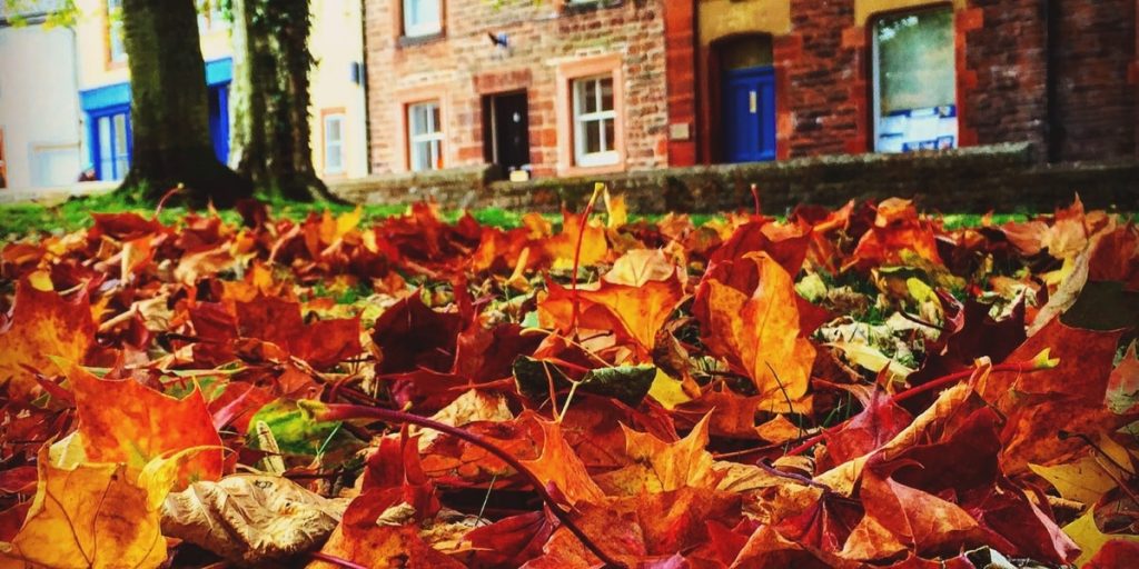 Golden leaves in Autumn outside PFC Cumbria, Penrith